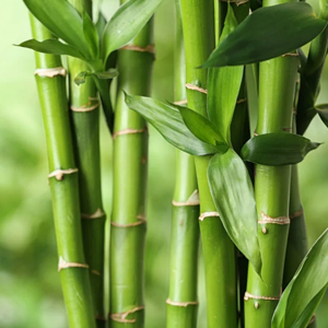 Bambu Odunsu Oda Parfümü
