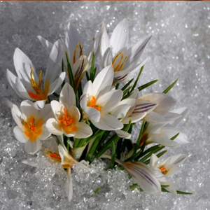 Kar Çiçeği Oda Parfümü