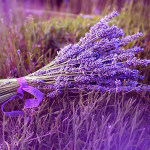 Lavanta Oda Parfümü