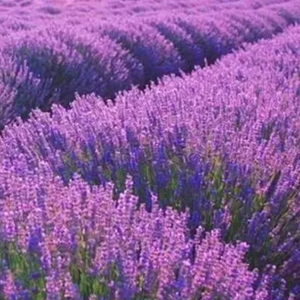 Lavanta Oto Kokusu 8 Ml