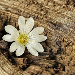 Odunsu Oto Kokusu 8 Ml